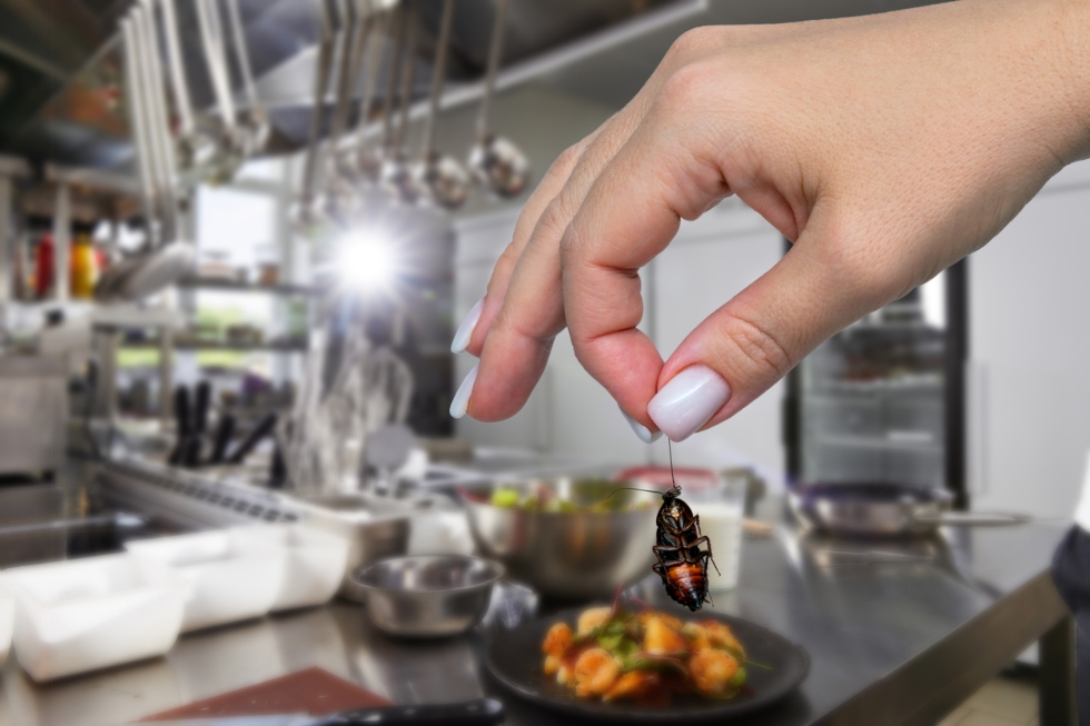 Female hand holding a dead cockroach over blurred background of restaurant modern kitchen