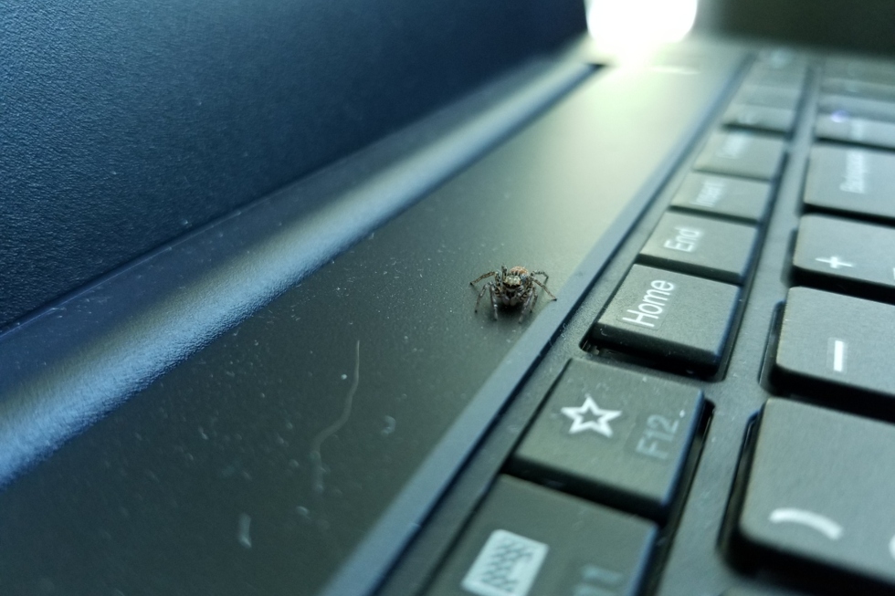spider on laptop keyboard in an office