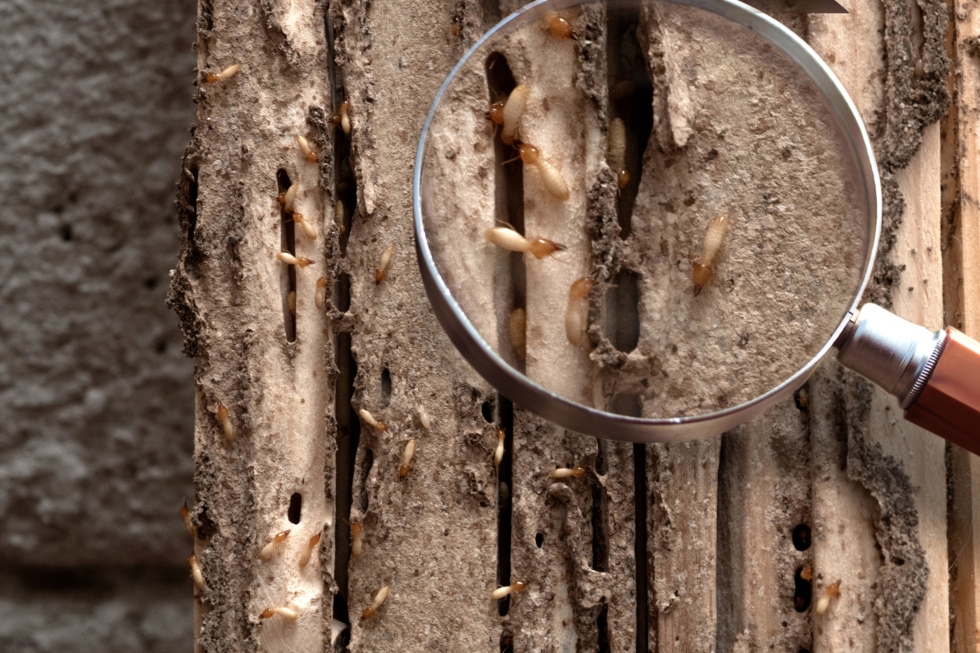 group of termites in wood with a magnifying glass to show a closer image